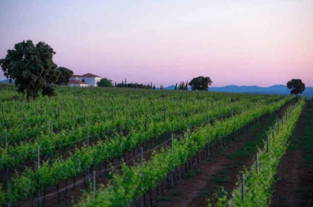vinedos con una casa de fondo